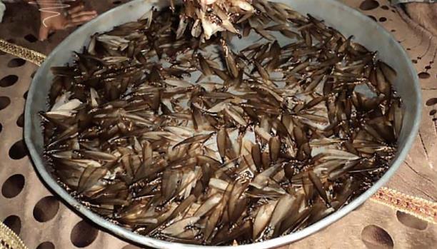 تحتوي نسبة عالية من البروتين والمواد المفيدة للجسم